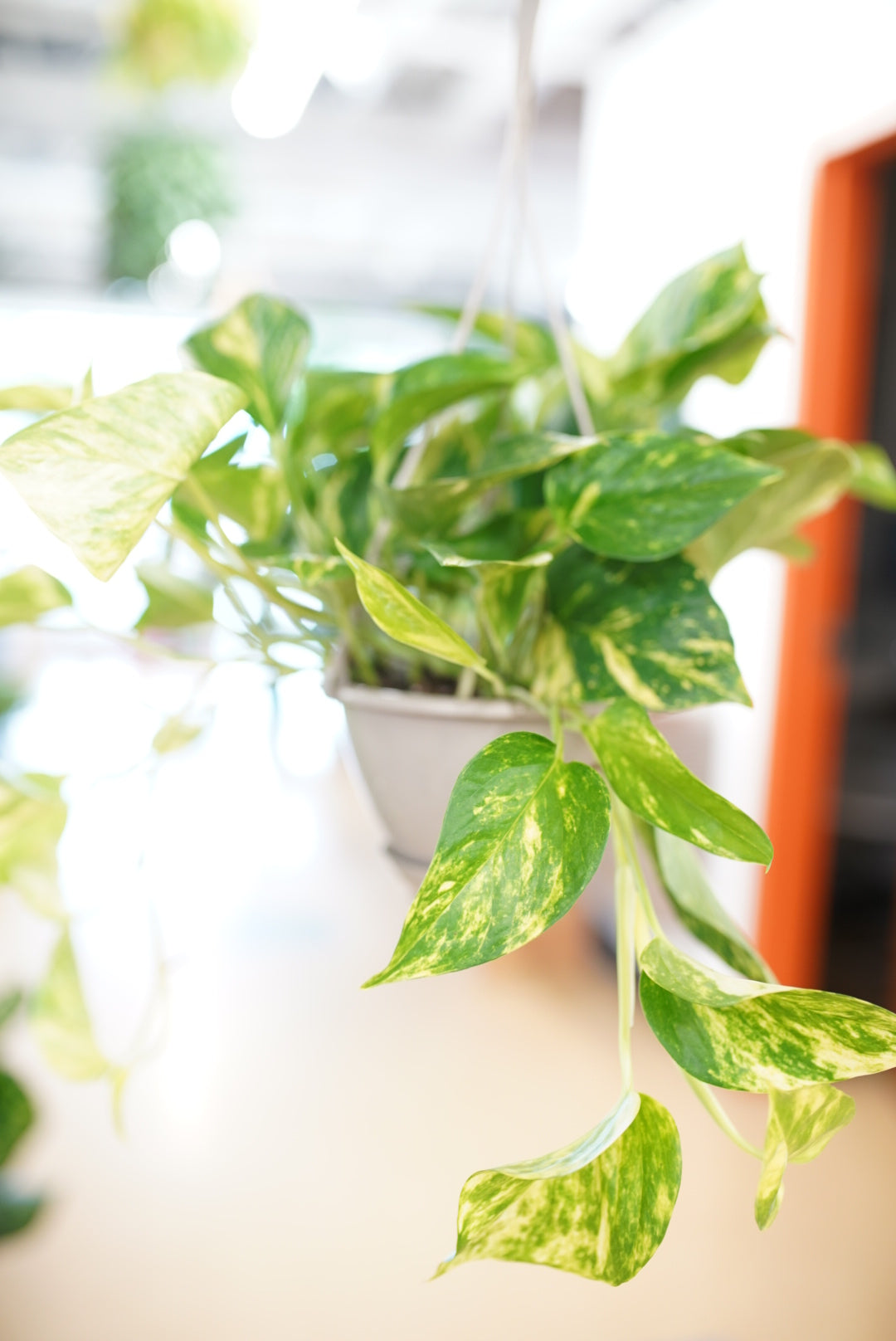 Epipremnum Aureum 'Golden' Pothos