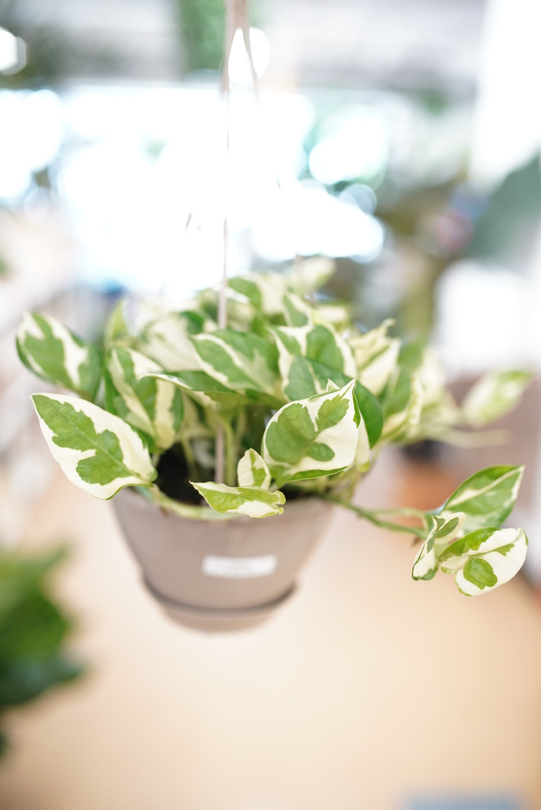 Epipremnum aureum 'N'Joy' Pothos