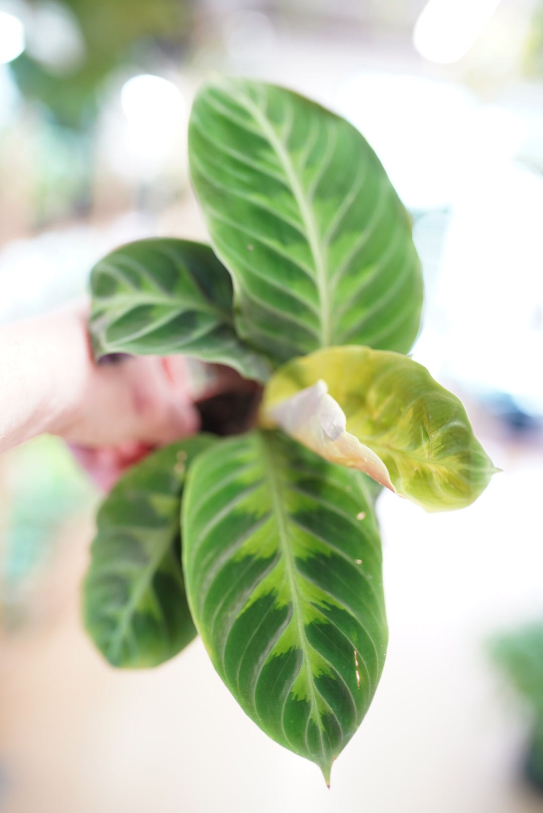 Calathea Warscewiczii 'Jungle Velvet'
