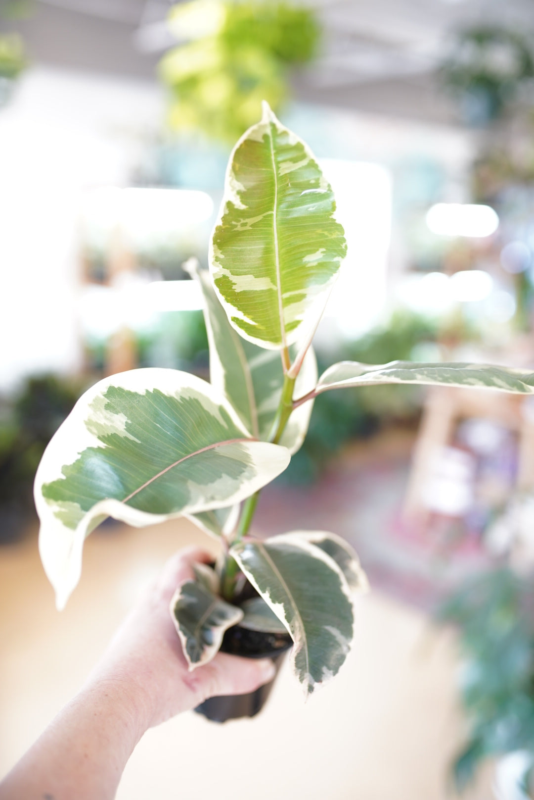 Ficus elastica ’Tineke’