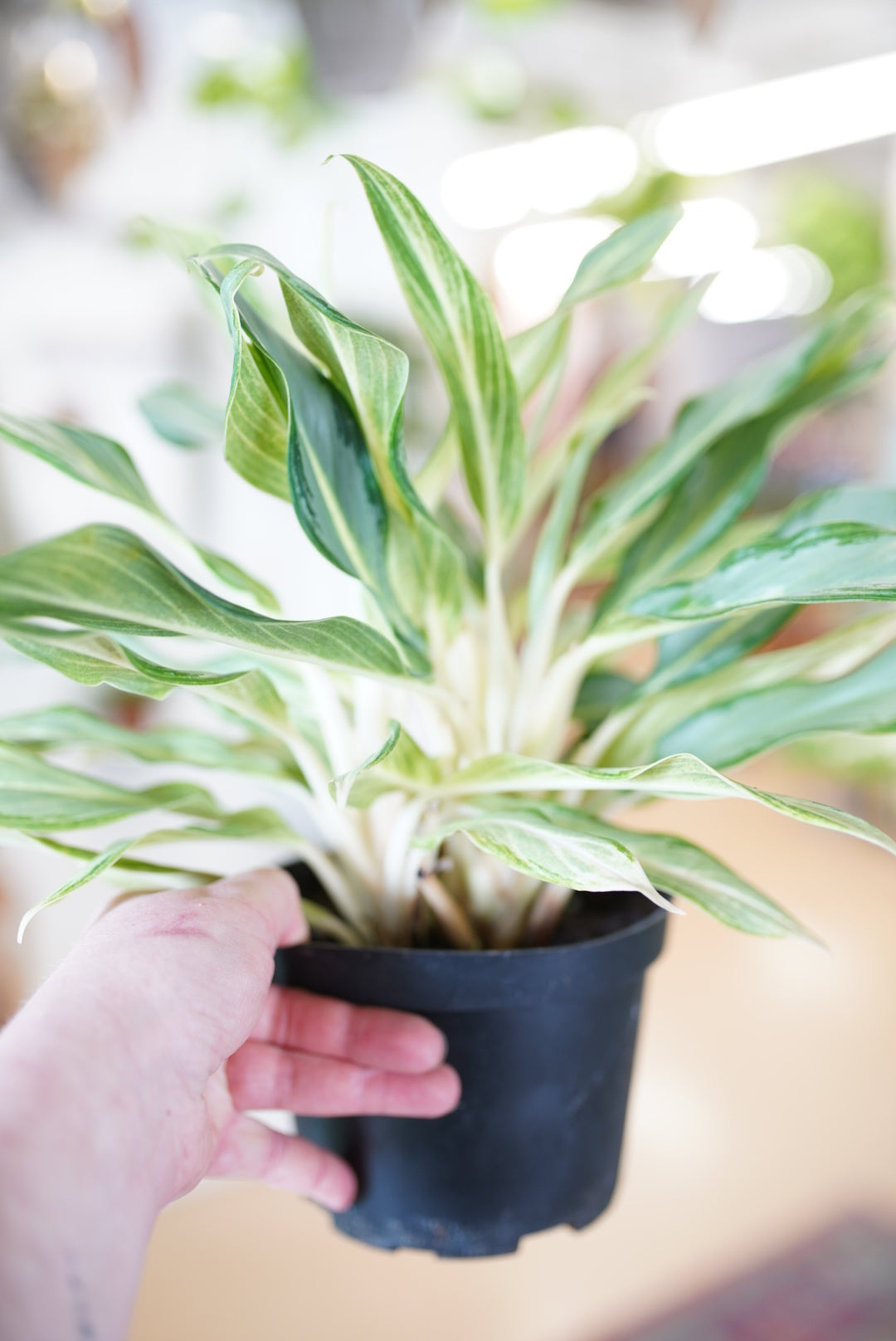 Aglaonema Hybrid #10