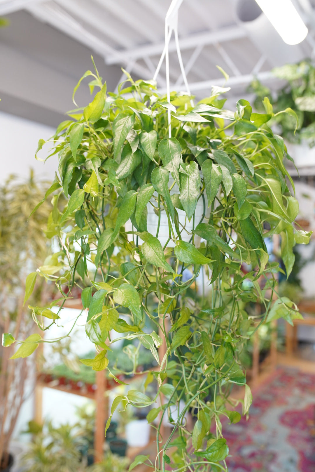 Epipremnum Pinnatum 'Skeleton Key'