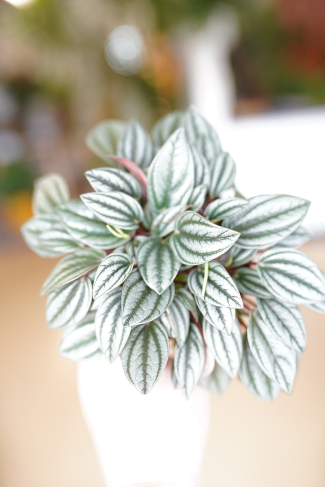 Peperomia 'san marino'