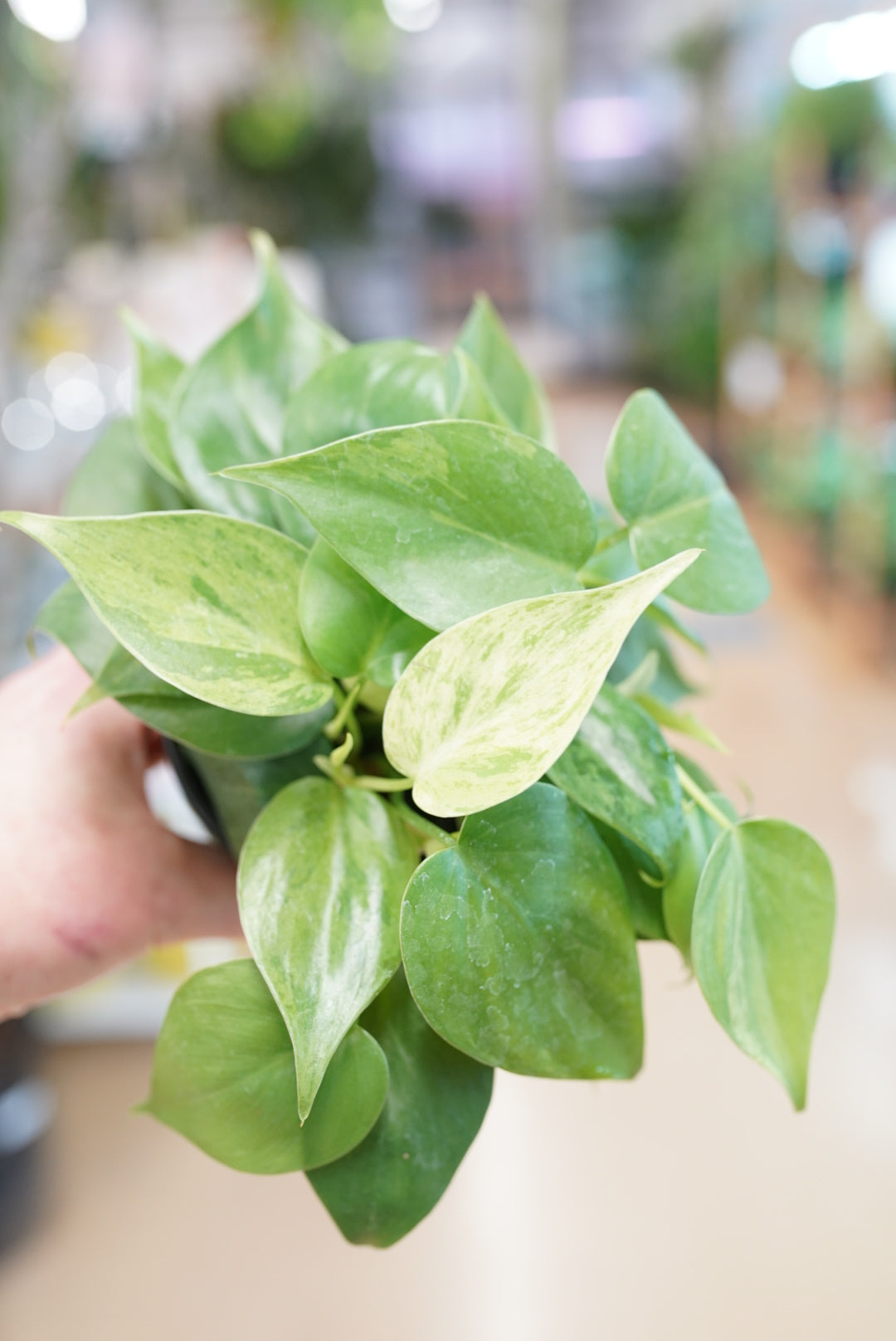 Philodendron hederaceum variegata