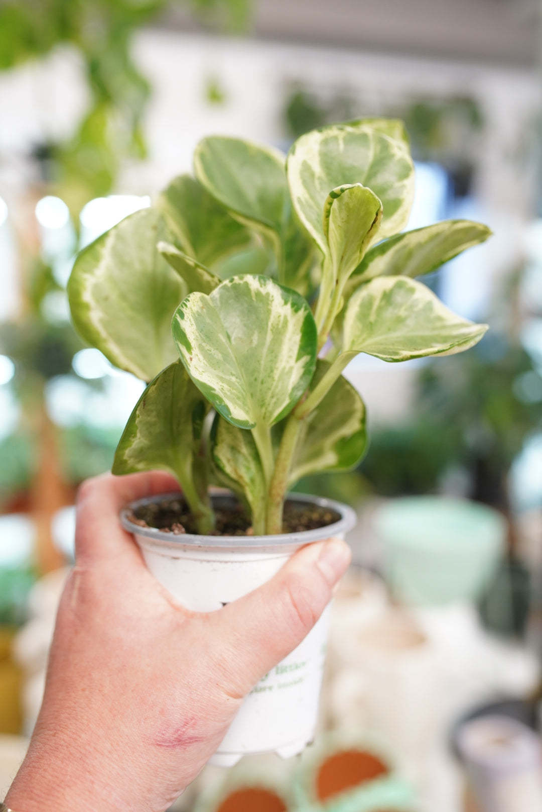 Peperomia Obtusifolia 'marble/gold dust'