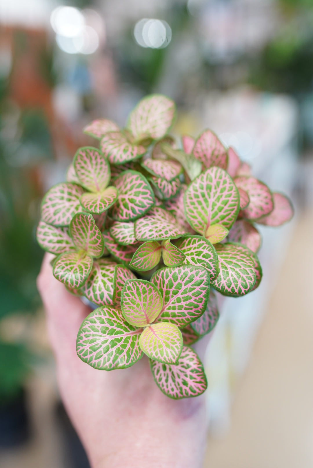 Fittonia 'ruby lime'