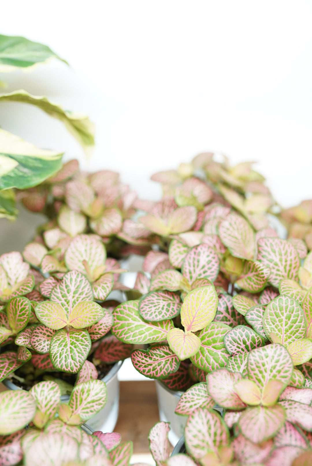 Fittonia 'ruby lime'