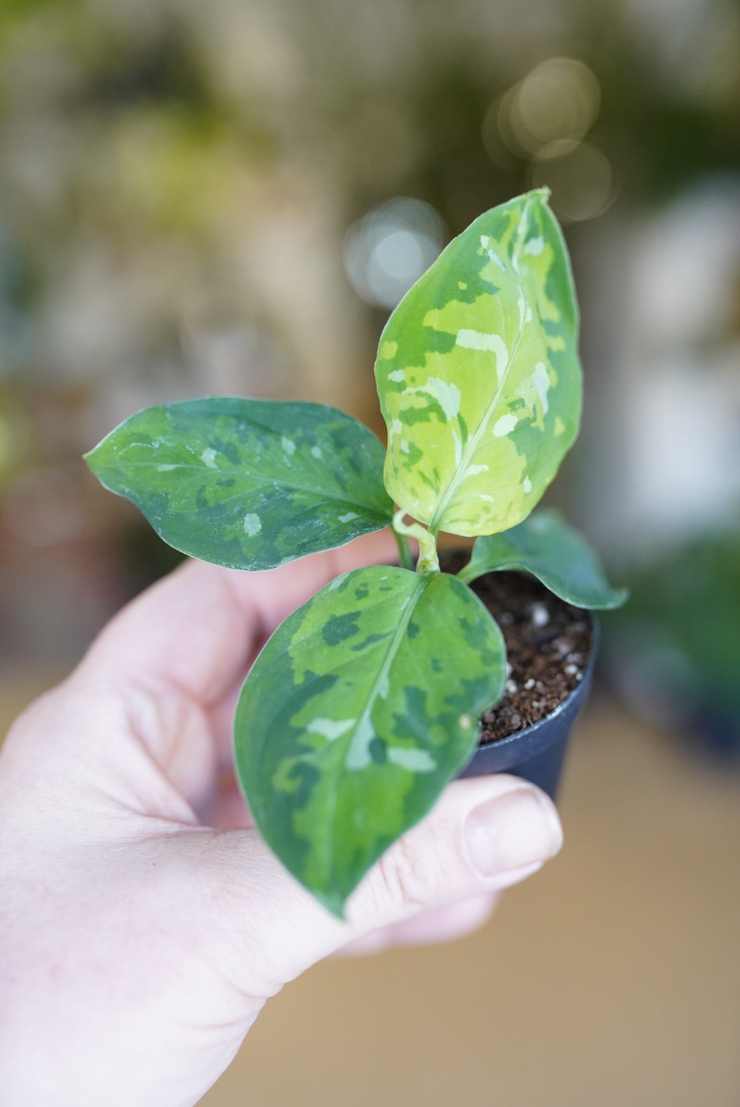 2" pots