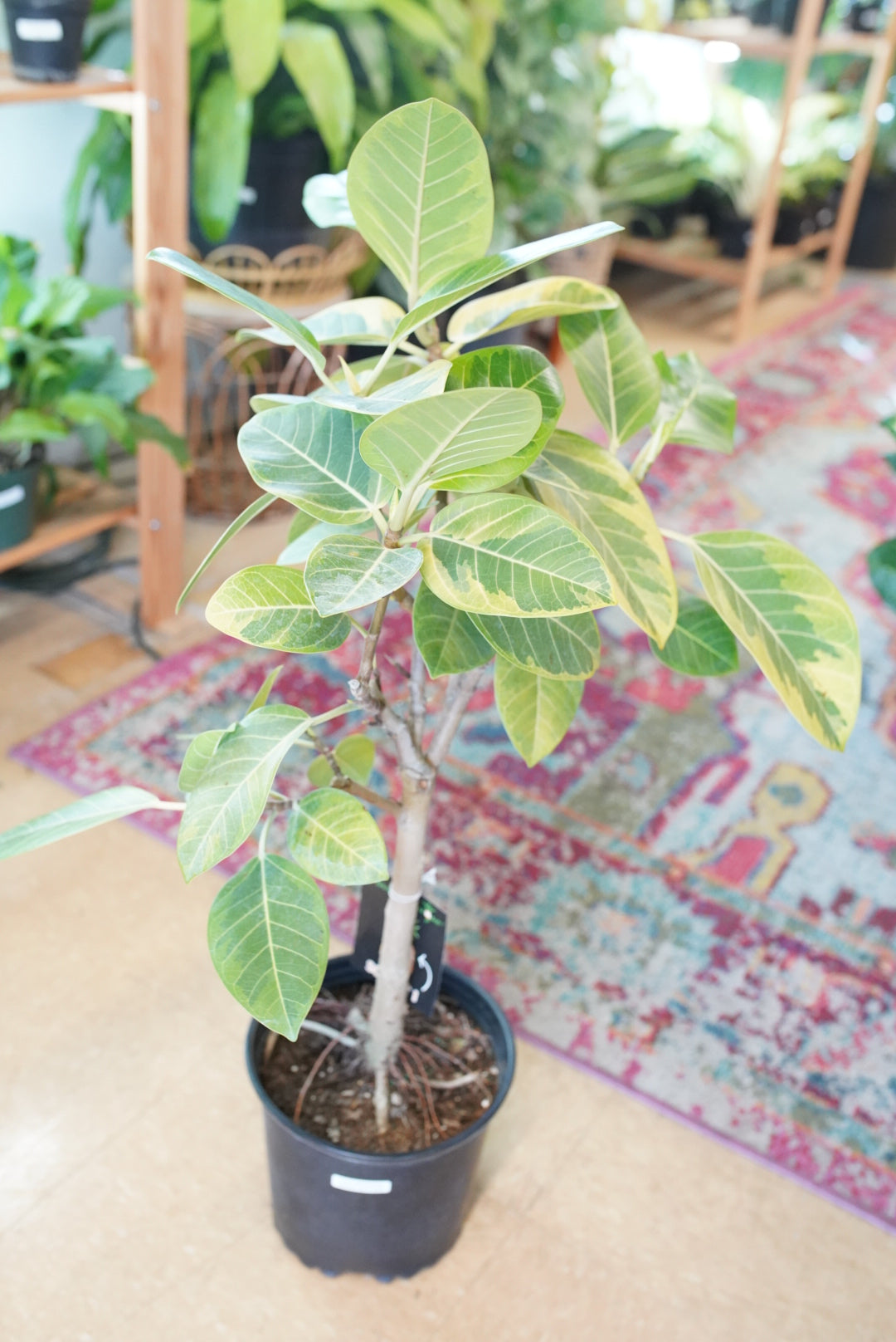 Ficus Altissma ‘Yellow Gem’