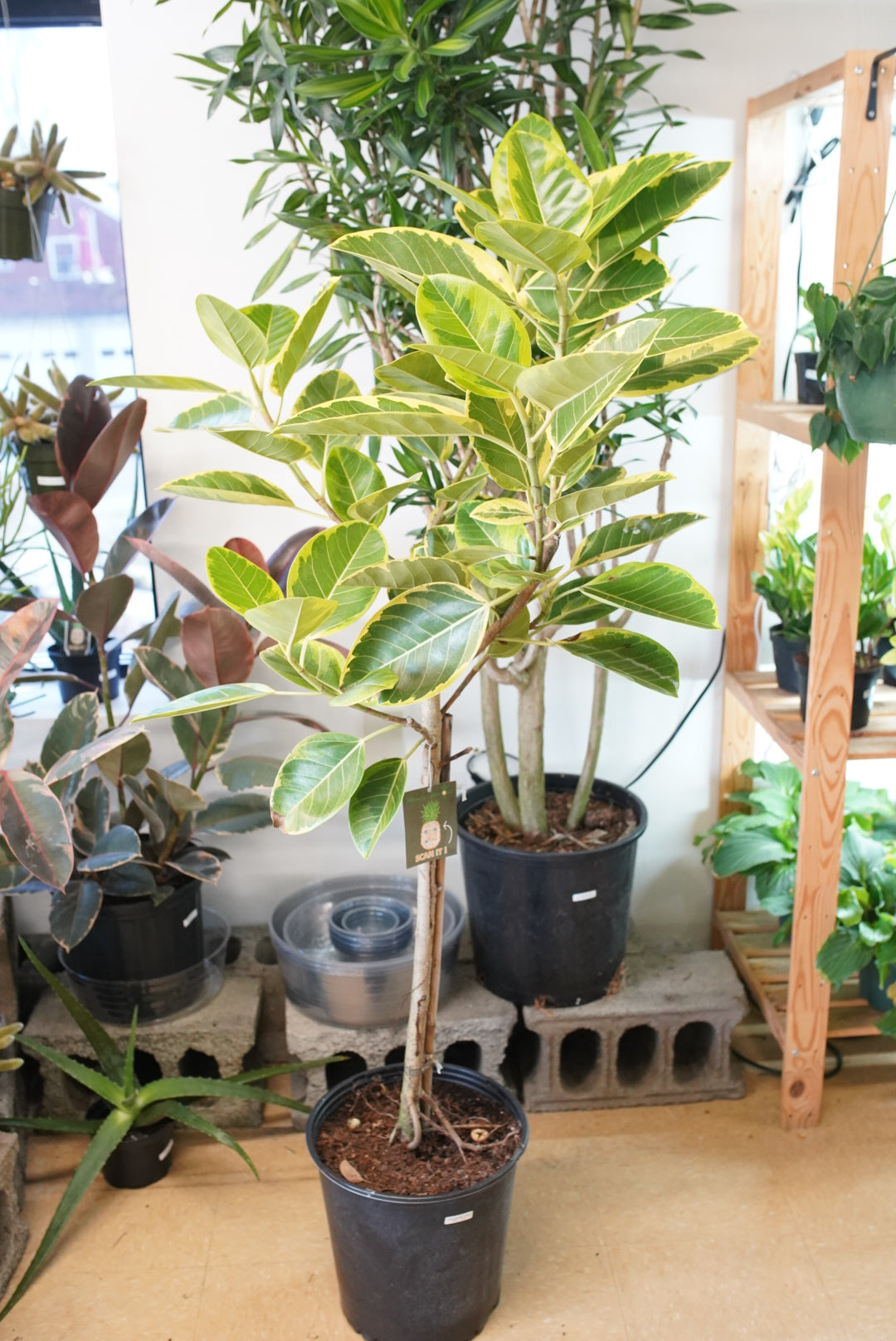 ficus altissima indoor Ficus Altissma ‘Yellow Gem’