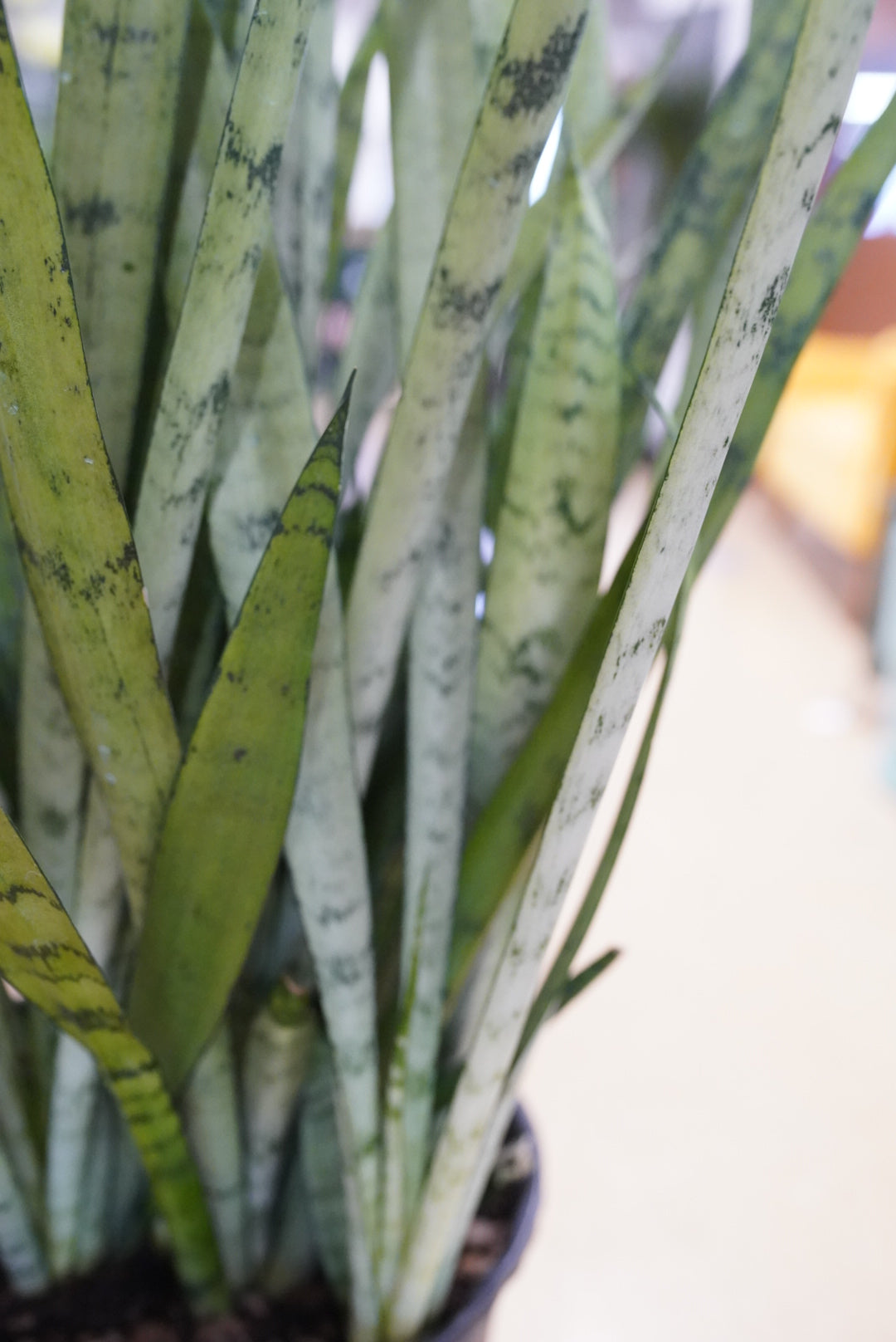 Sansevieria Silver Streak
