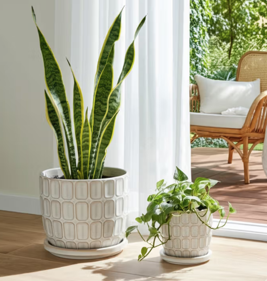 Squoval Planter