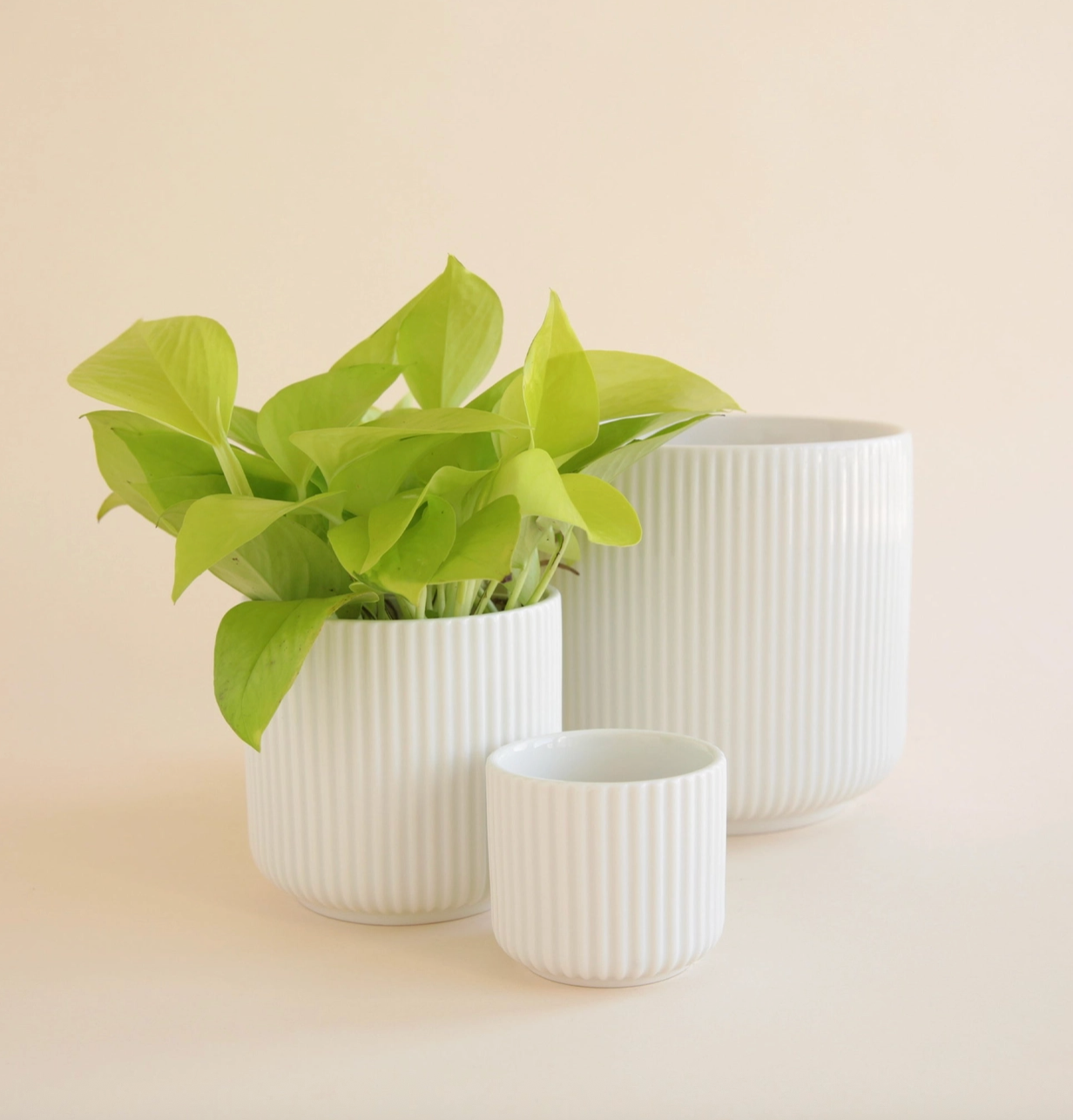 Lucy Planter