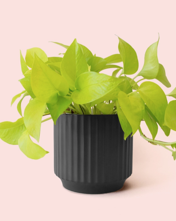 Monroe Planter
