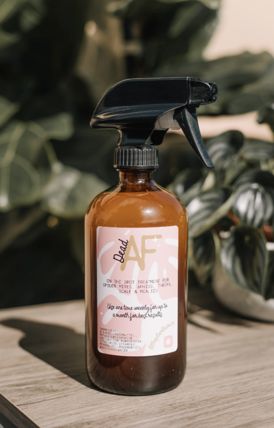 spray for spider mites on plants Dead AF Pest Spray – Ruby Flora Plant Shop