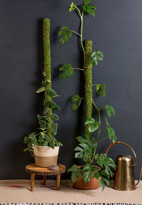 pothos with moss pole Green Moss Pole – Ruby Flora Plant Shop