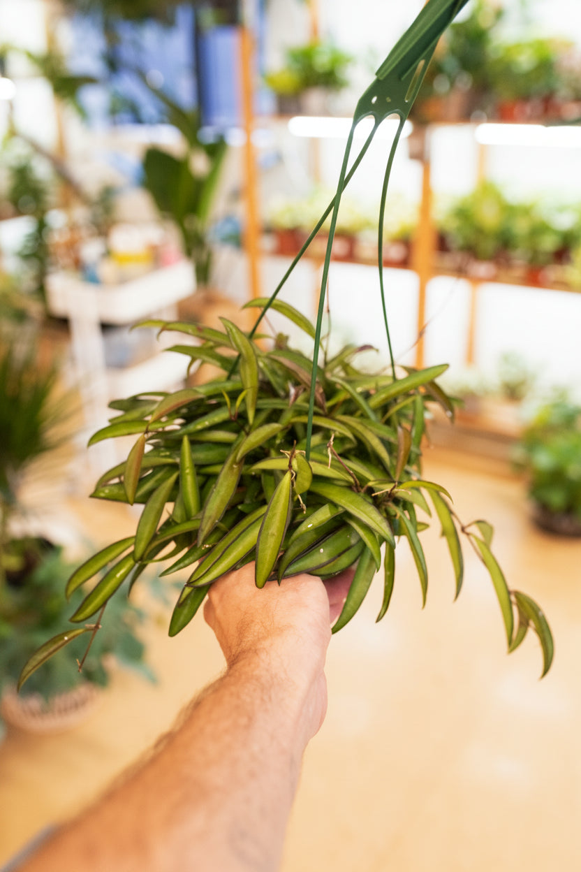 Person holding a green potted plant indoors with a blurred background