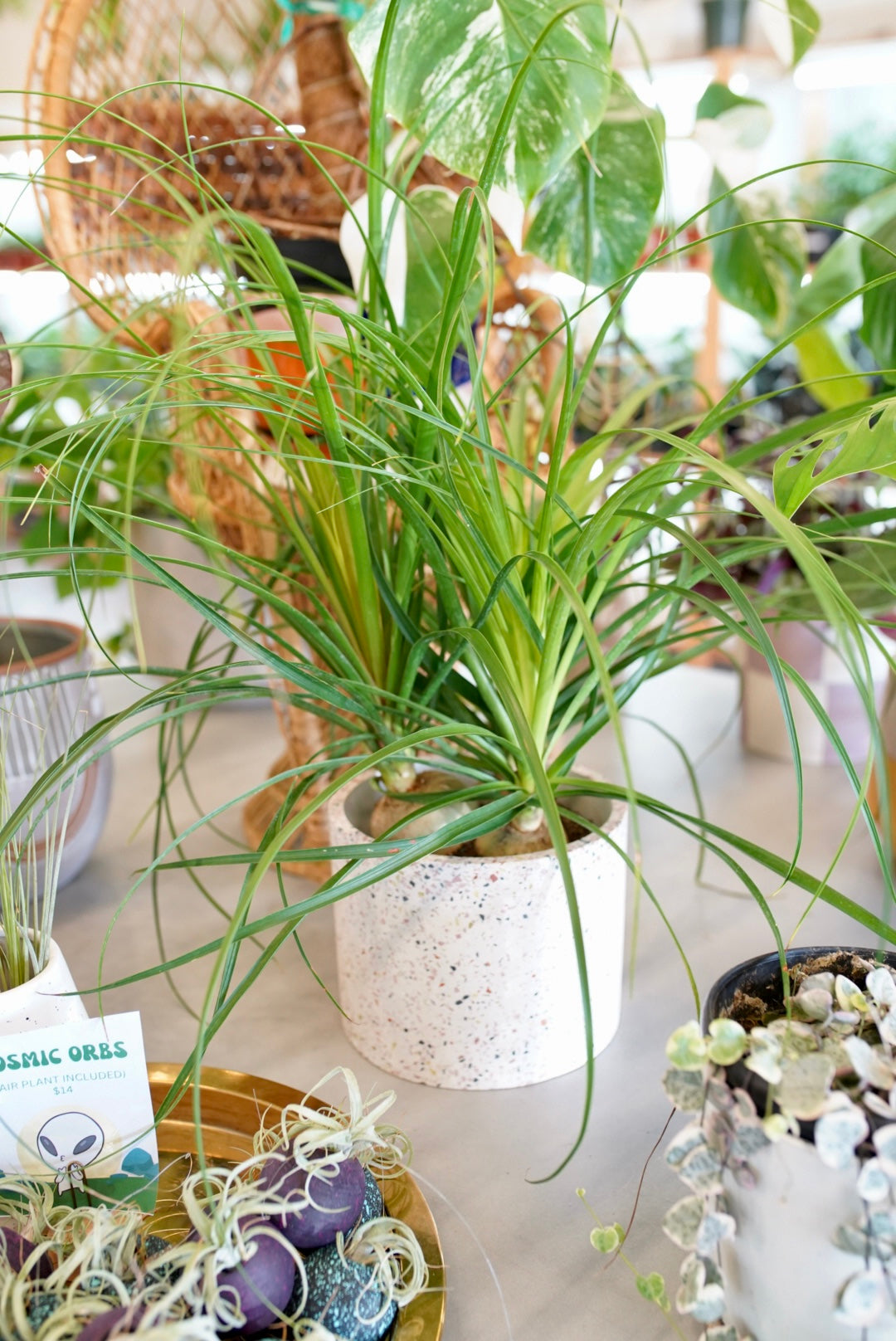 Ponytail Palm