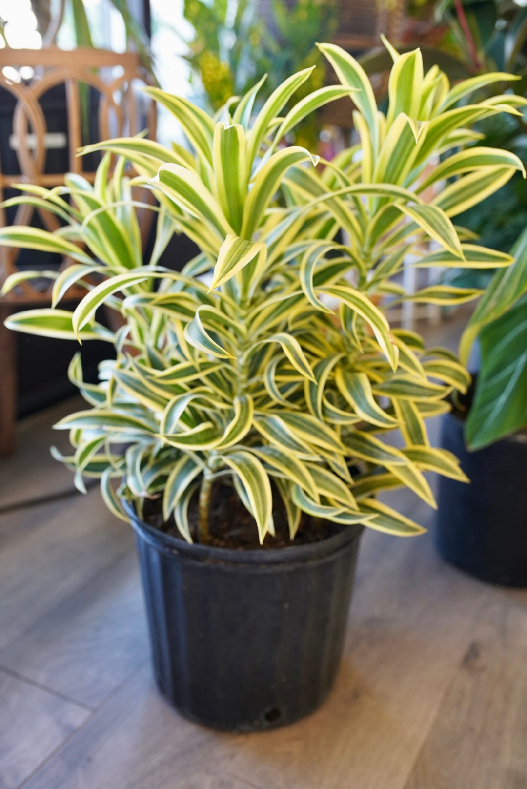 Dracaena 'Song of India'