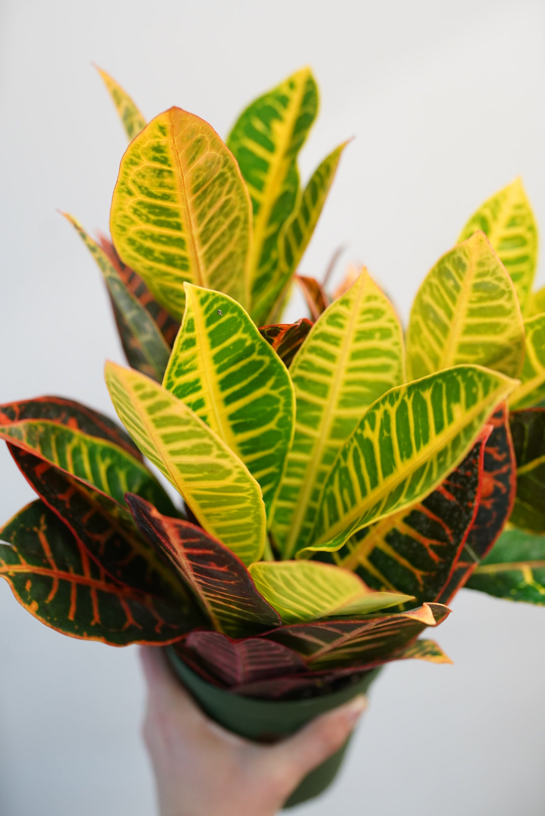 Croton Petra