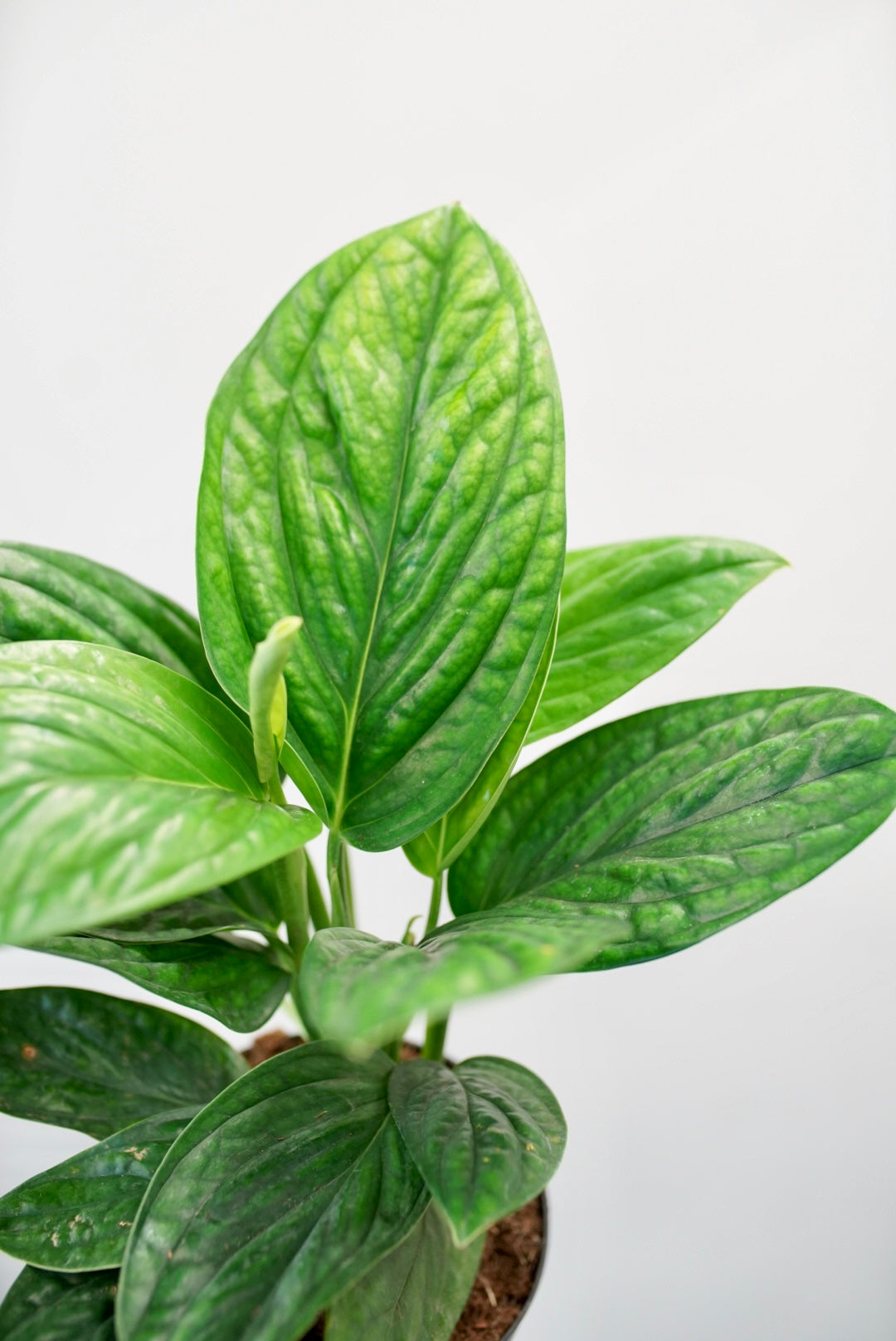 Monstera Peru