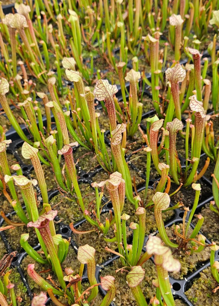 Sarracenia 'Judith Hindle' - Carnivorous Plant