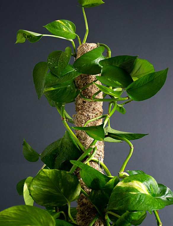 Bendable Moss Pole - Plant Trellis for Climbing Plants – Ruby