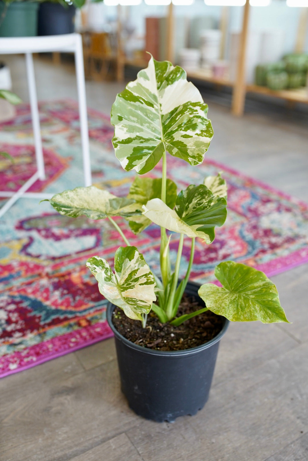 Alocasia odora 'Aurea Variegata'
