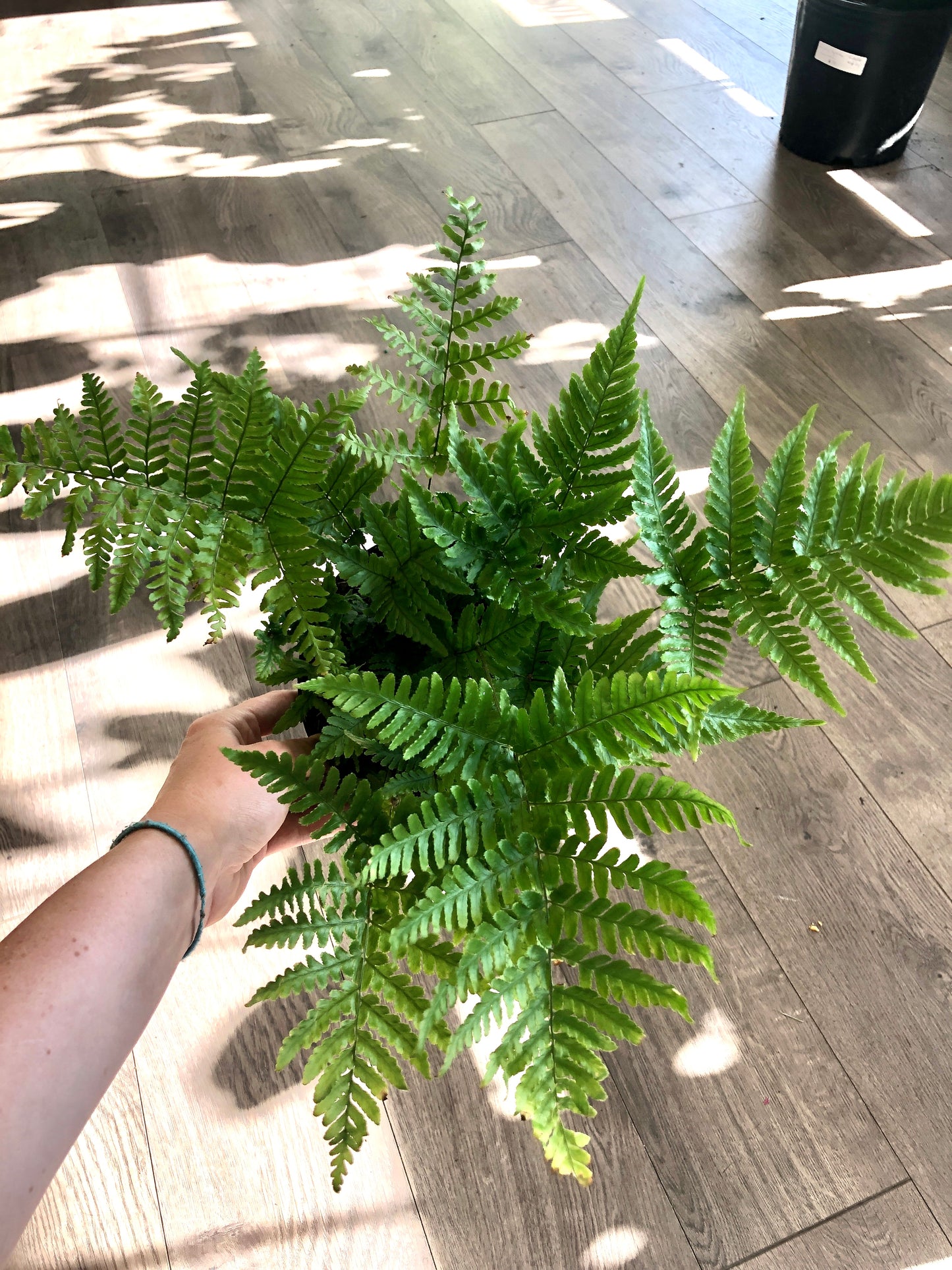 Autumn Fern