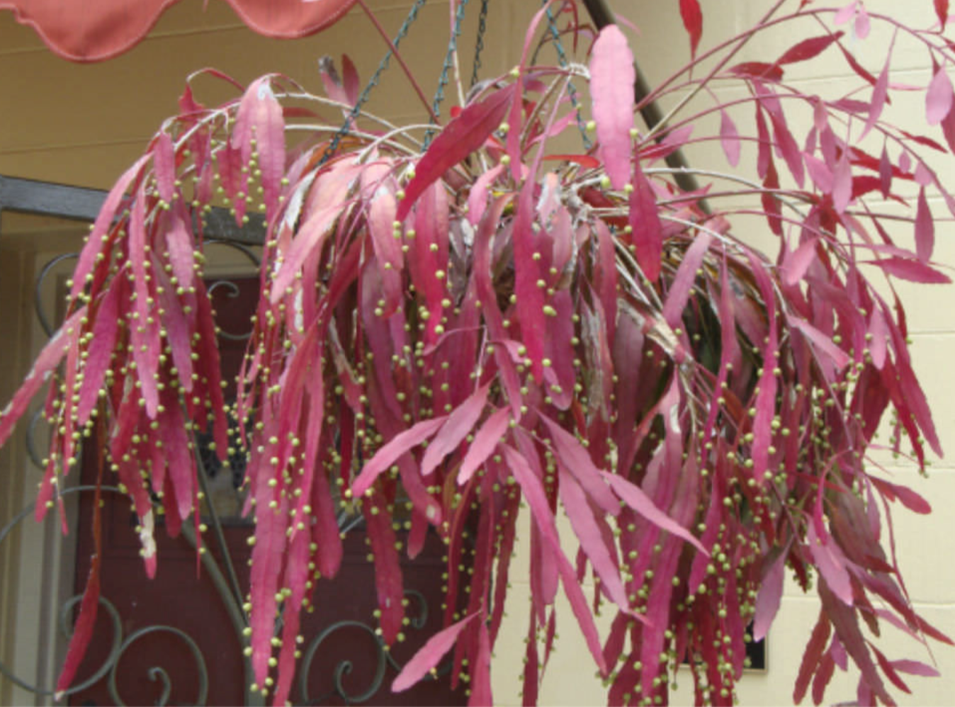 Red Mistletoe Cactus (Pseudorhipsalis ramulosa)