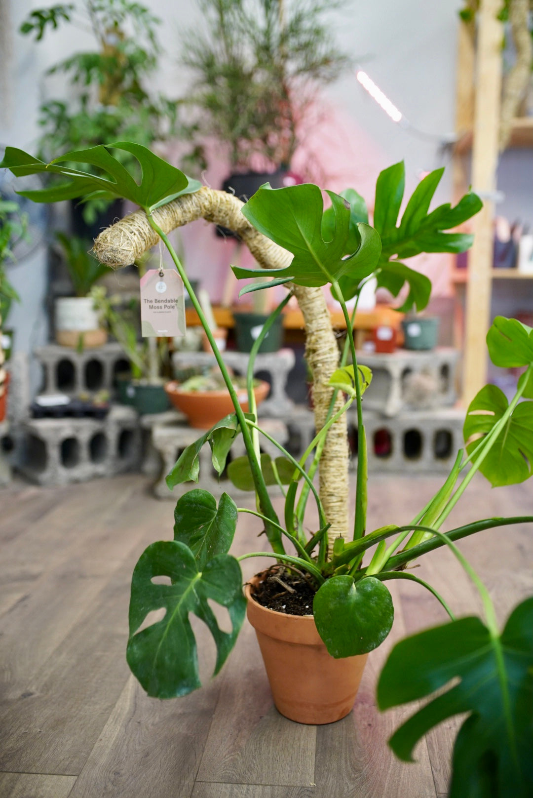 Bendable Moss Pole - Plant Trellis for Climbing Plants – Ruby Flora Plant  Shop