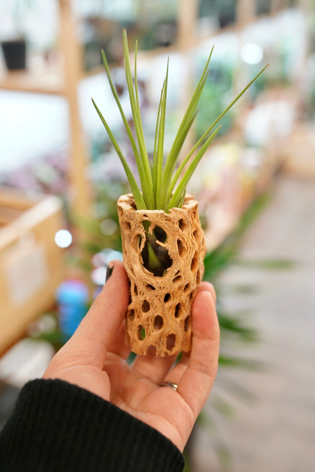 cholla air plant holder