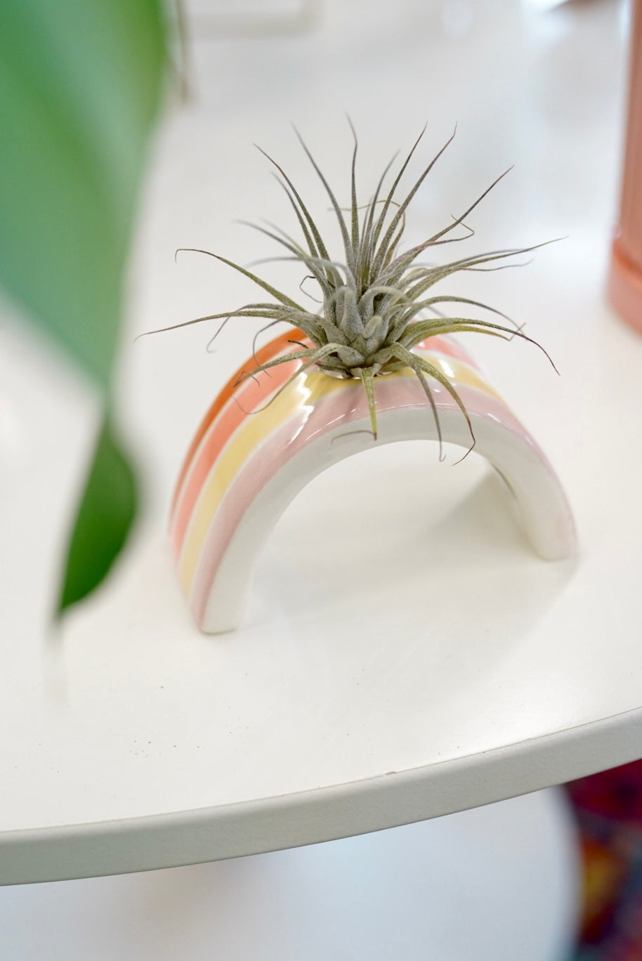 Rainbow Air Plant Holder