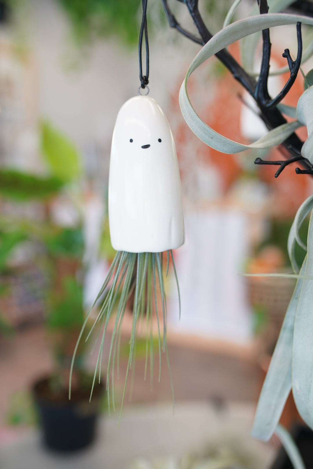 Air Plant Phantoms