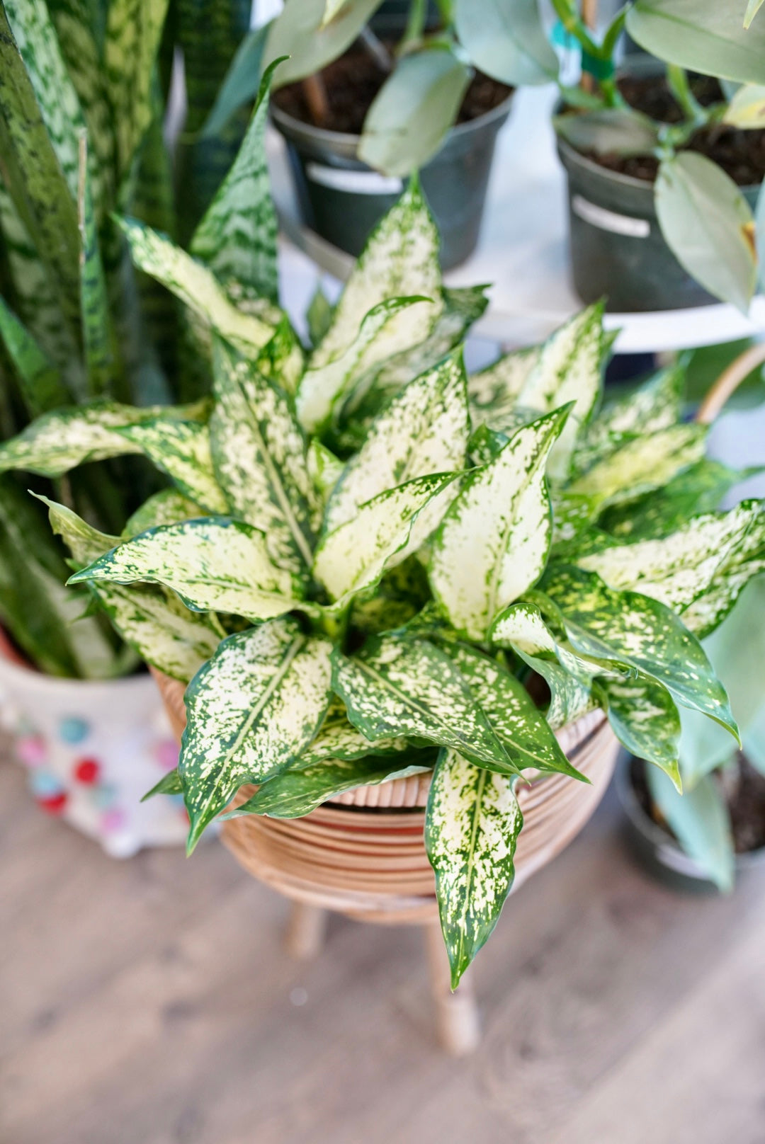 Aglaonema Osaka White