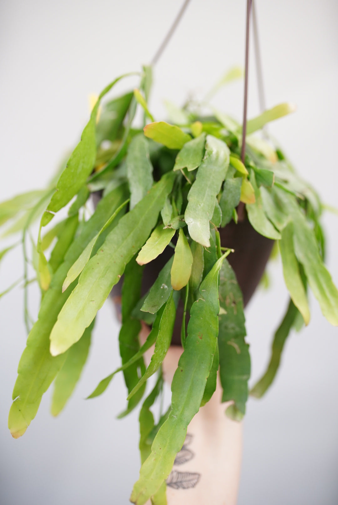 Red Mistletoe Cactus (Pseudorhipsalis ramulosa)