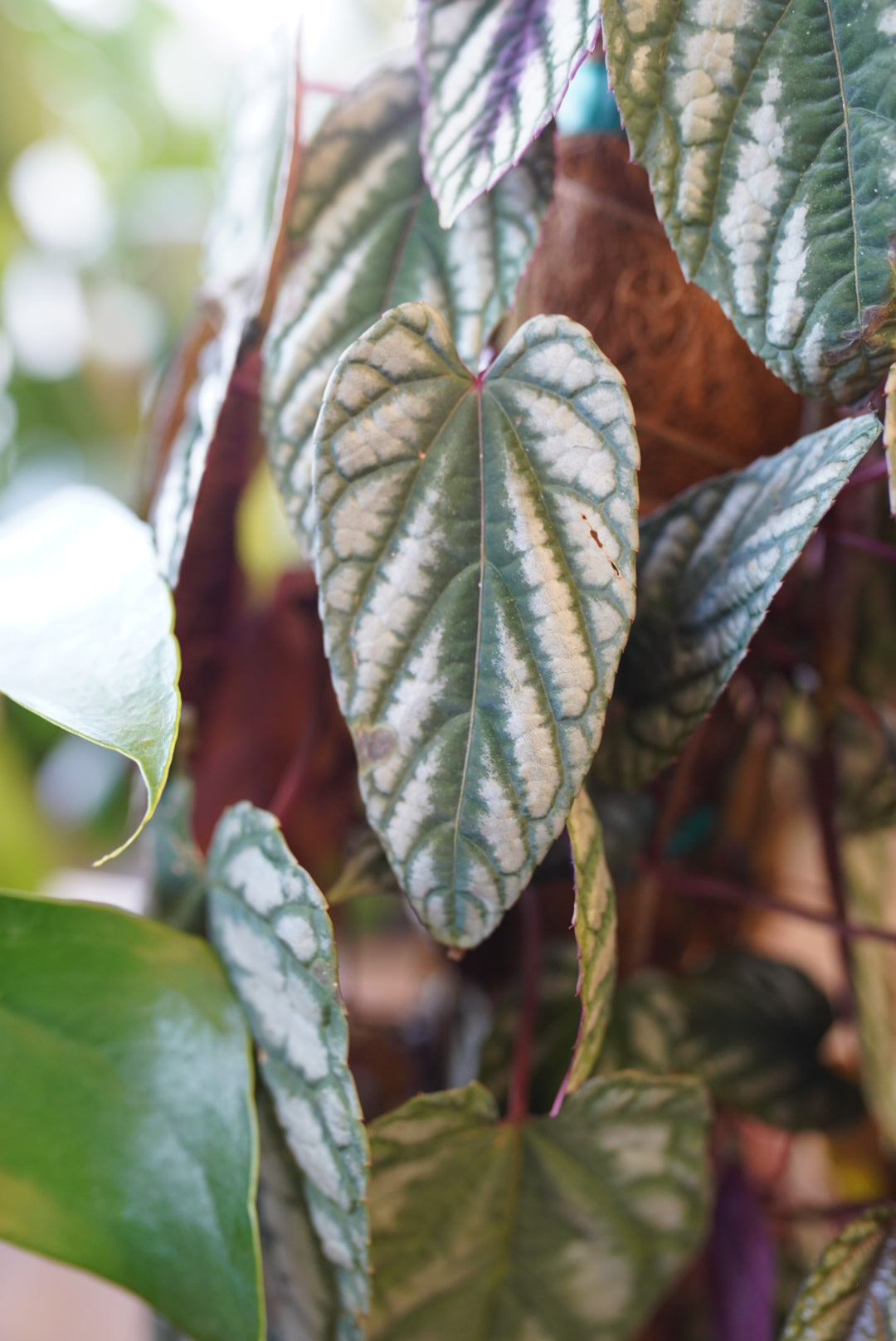 Cissus Discolor aka Rex Begonia Vine