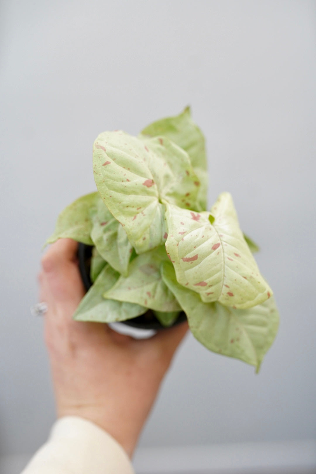 Syngonium podophyllum 'Milk Confetti'