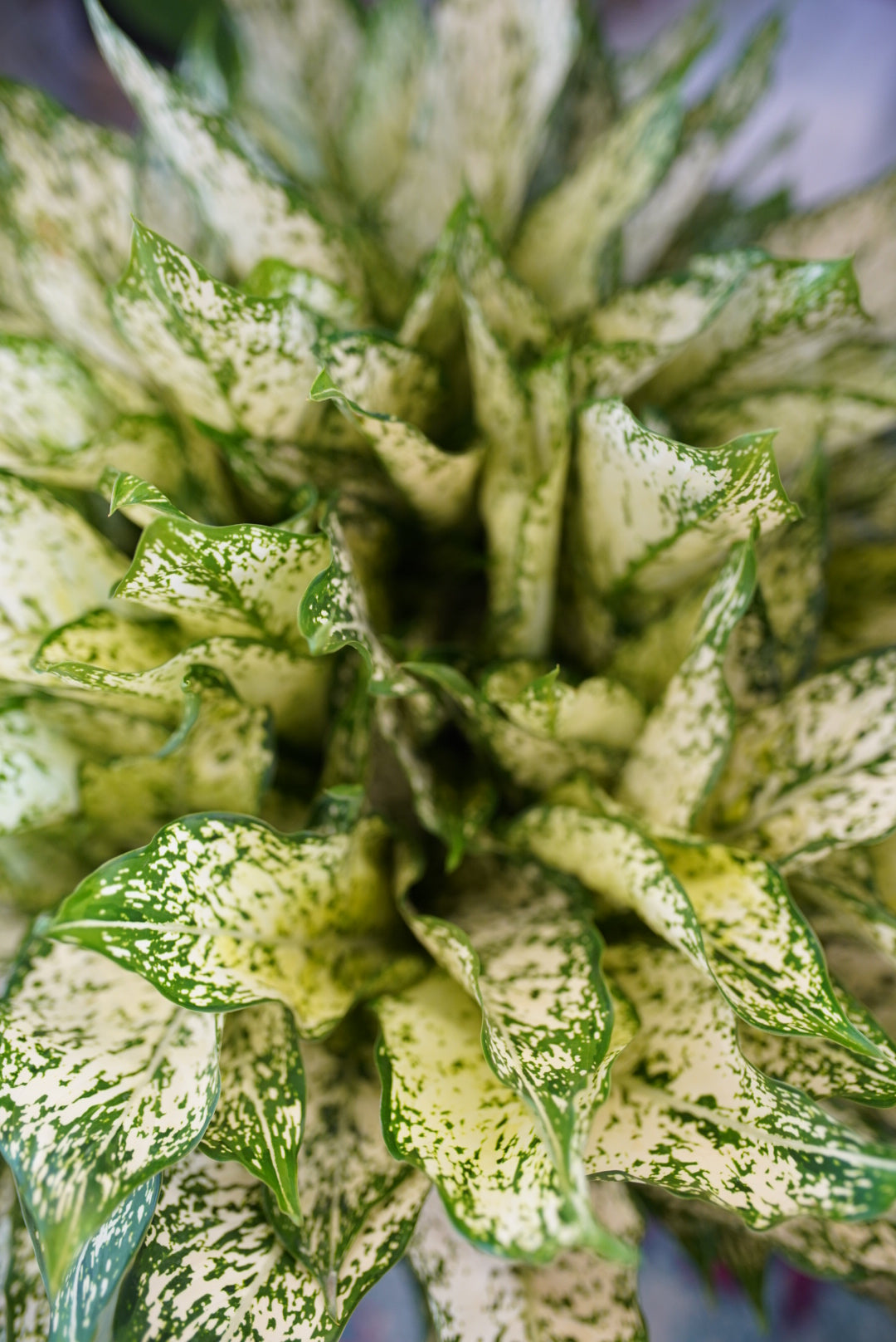 Aglaonema (Chinese Evergreen) 'Spring Snow'