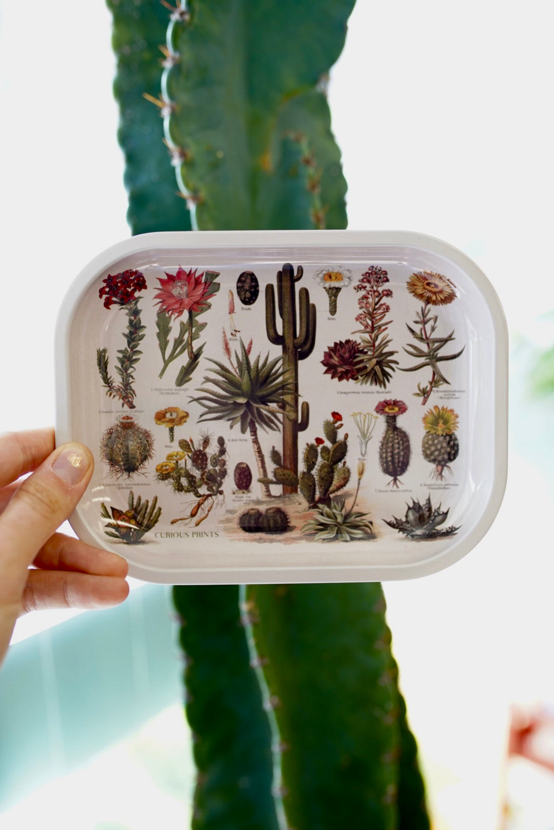 Vintage Cacti Print Tray