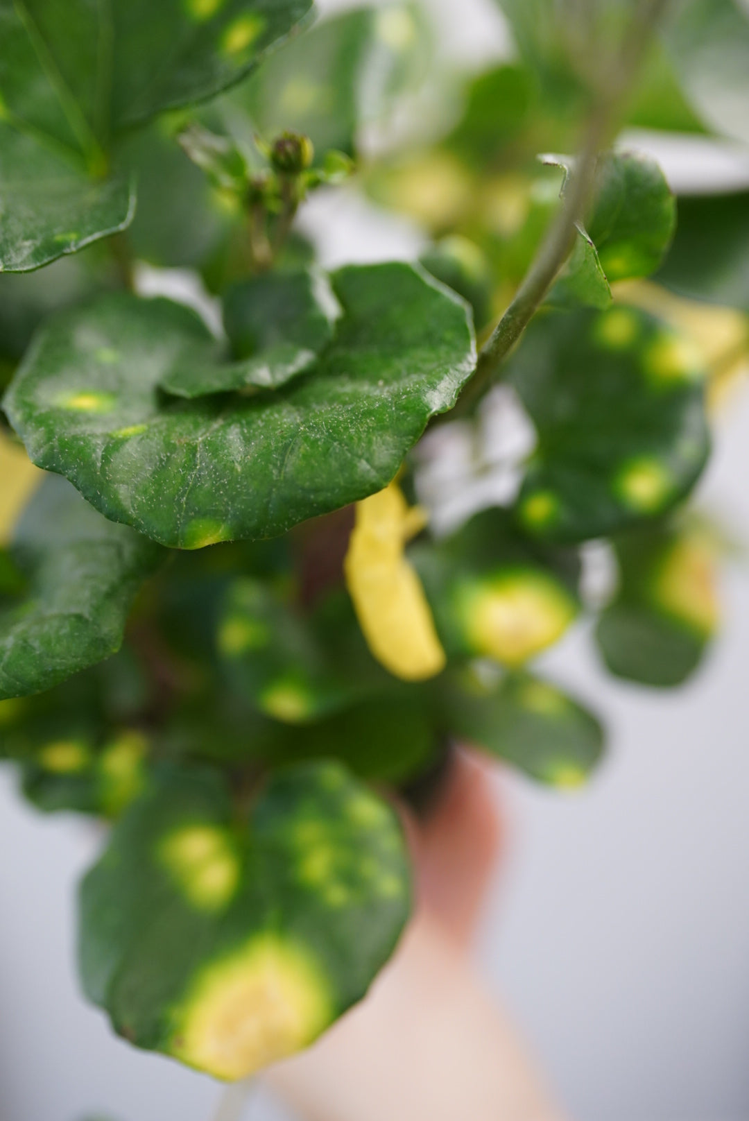 firefly houseplant farfugium