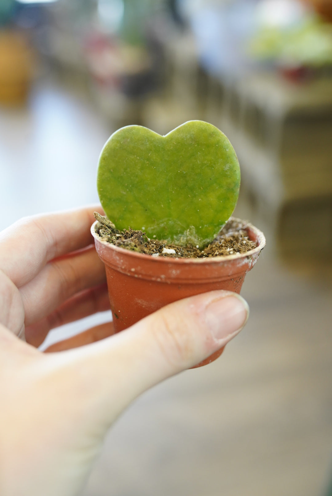 Hoya Kerrii (hearts)