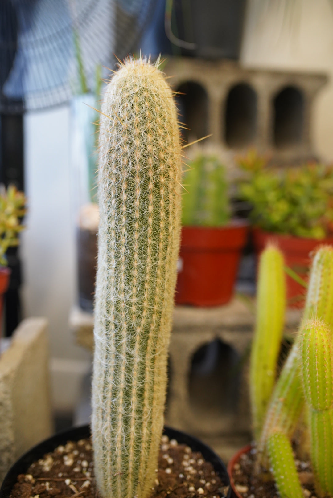 Espostoa Lanata or AKA Old Man Cactus