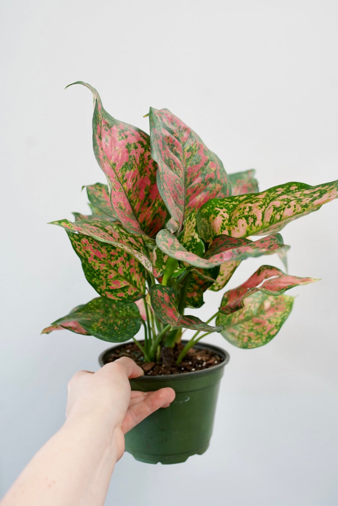 Aglaonema Red Valentine