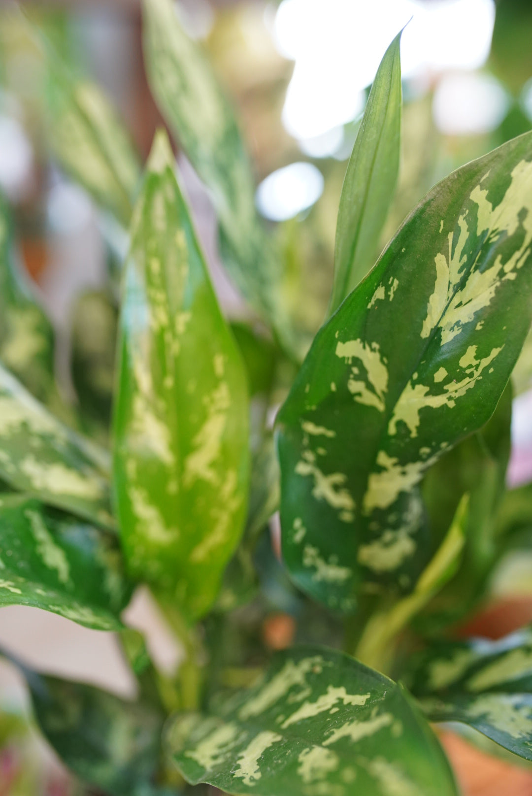 Aglaonema 'Maria' Chinese Evergreen