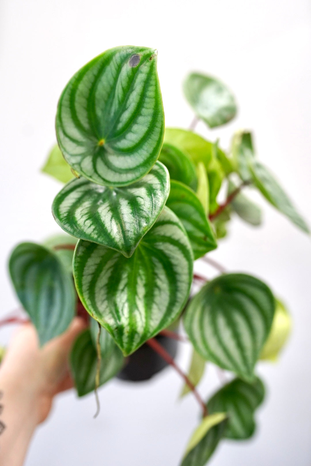 Peperomia Watermelon