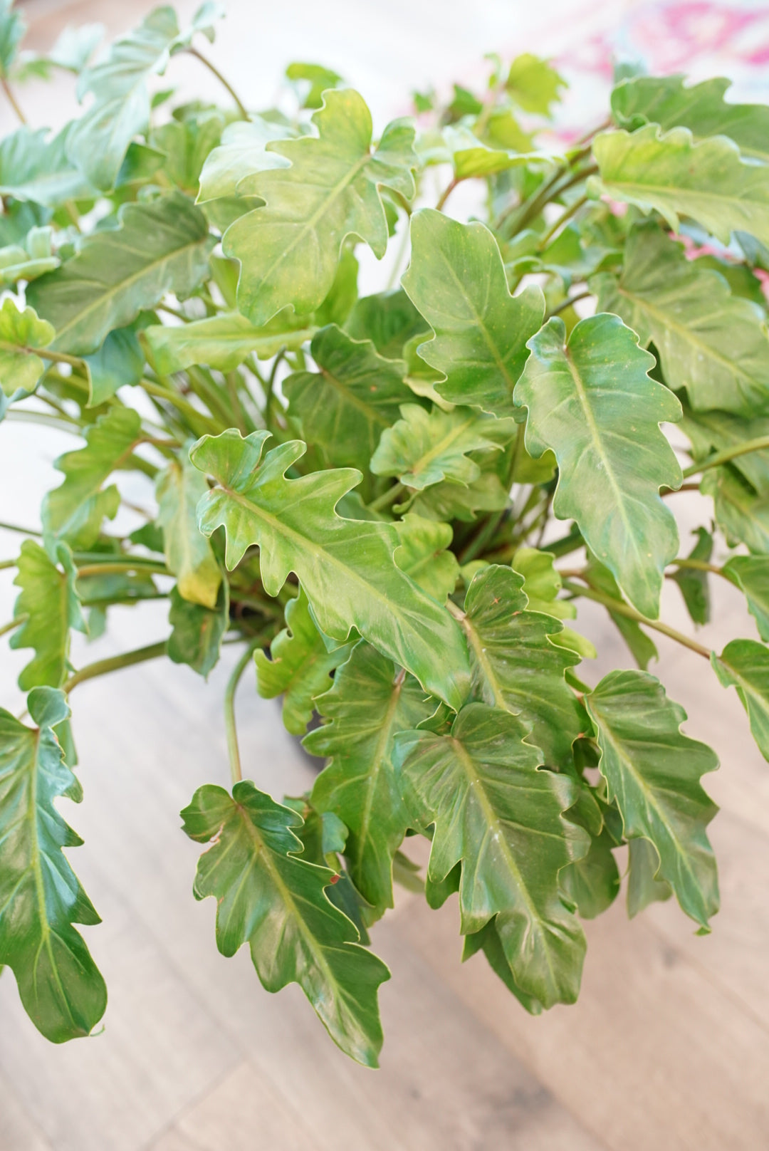 Philodendron Xanadu/Deja Vu