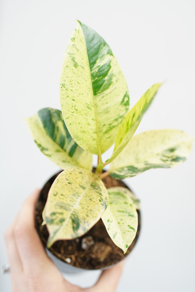 Ficus Moonshine Variegata "Shivereana"