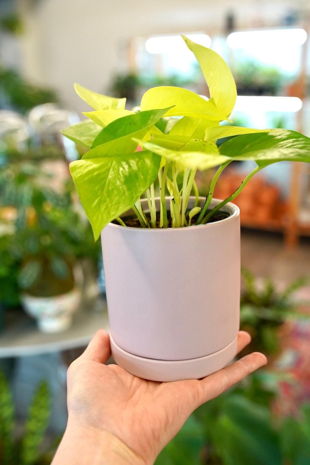 Romey Planter