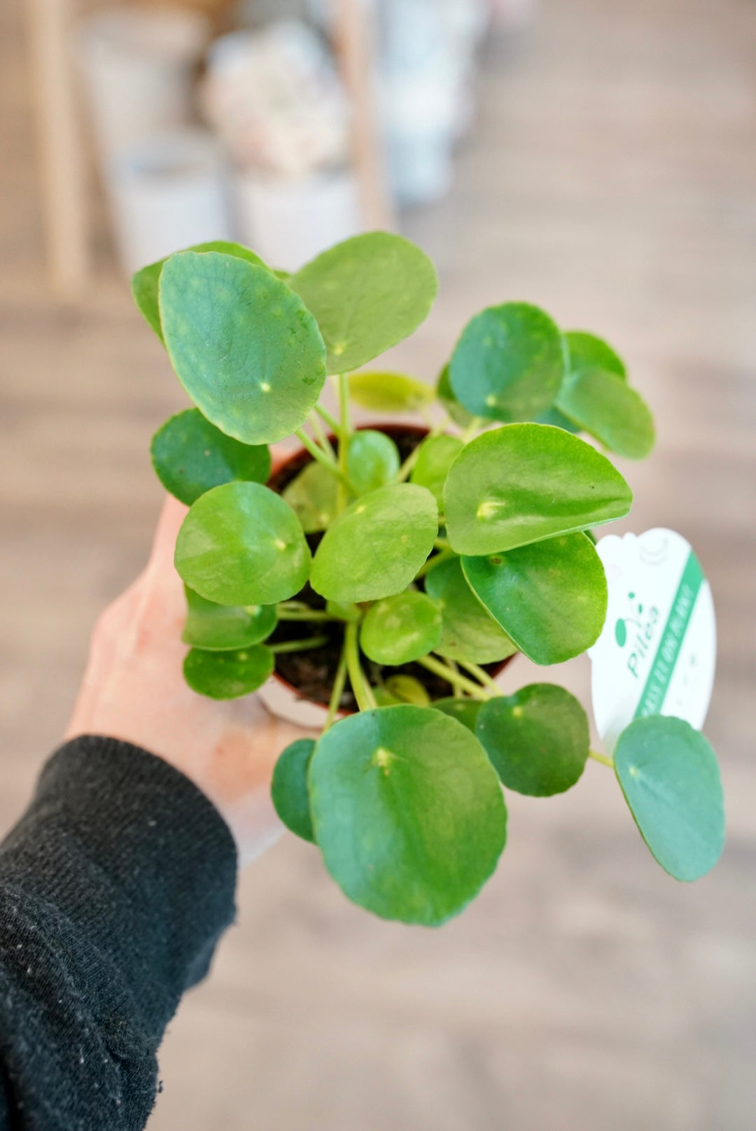 Pilea Peperomioides